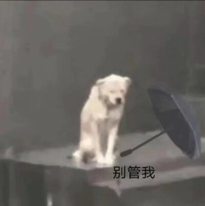 小狗淋雨撑伞表情包
微博：kaoee白鹅
#冷瞳
