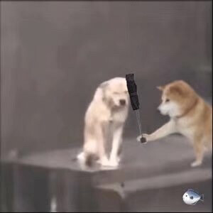 小狗淋雨撑伞表情包
微博：kaoee白鹅
#冷瞳