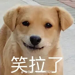 修狗