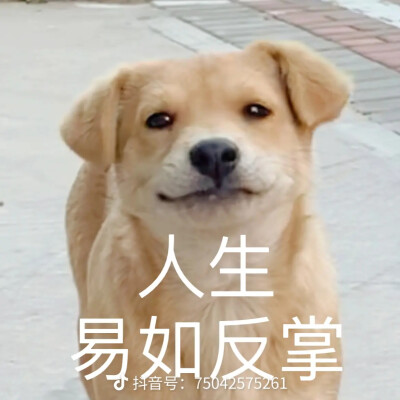 修狗