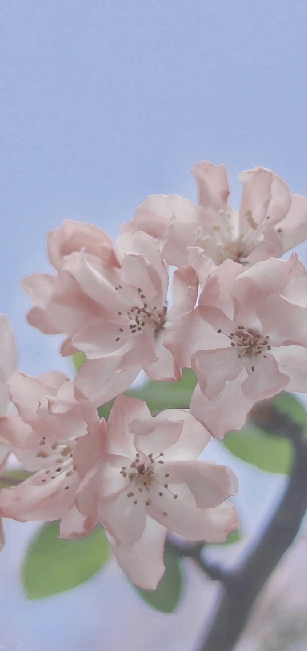 壁纸·花朵
风景/冰块/凉爽/护眼/花朵/夏天/海边