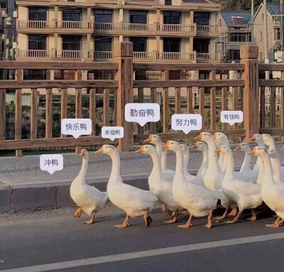 因为很久没更新了，偷偷出现一下～