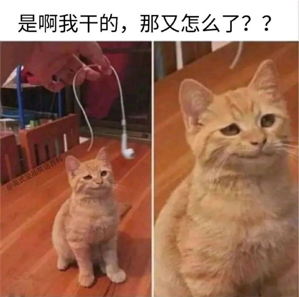 meme，沙雕图，梗图