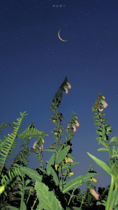 “夏夜在大树底下乘凉时做的一场梦幻梦境”
一组梦幻的背景图来啦
cr.比芭卜
