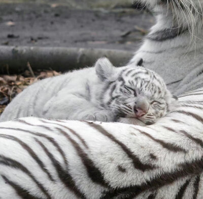 睡着的虎崽，好可爱