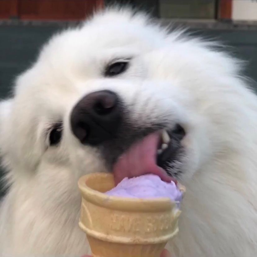 单人头像微信女生可爱搞怪沙雕宠物氛围感文艺感小众治愈狗勾猫咪