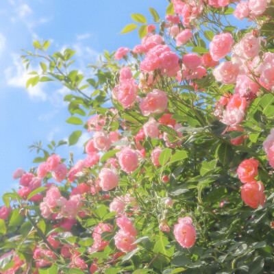 夏天来啦！
平板壁纸