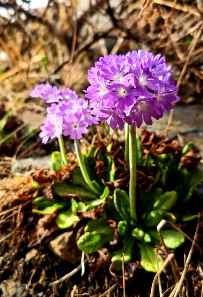 球花报春