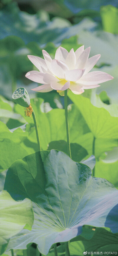 苏州拙政园·夏荷
摄影@苏州陈杰-POTATO
#随手拍##苏州园林##不止旅行# ​