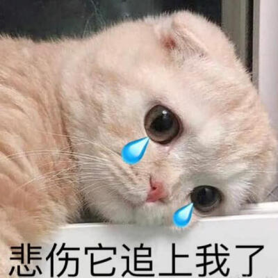 猫咪emo表情包