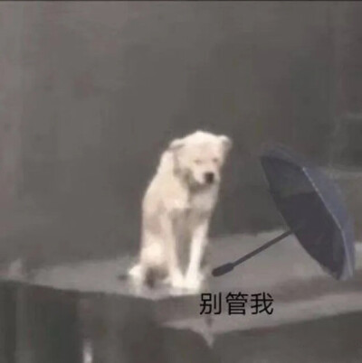 雨伞狗表情包/狗狗表情包