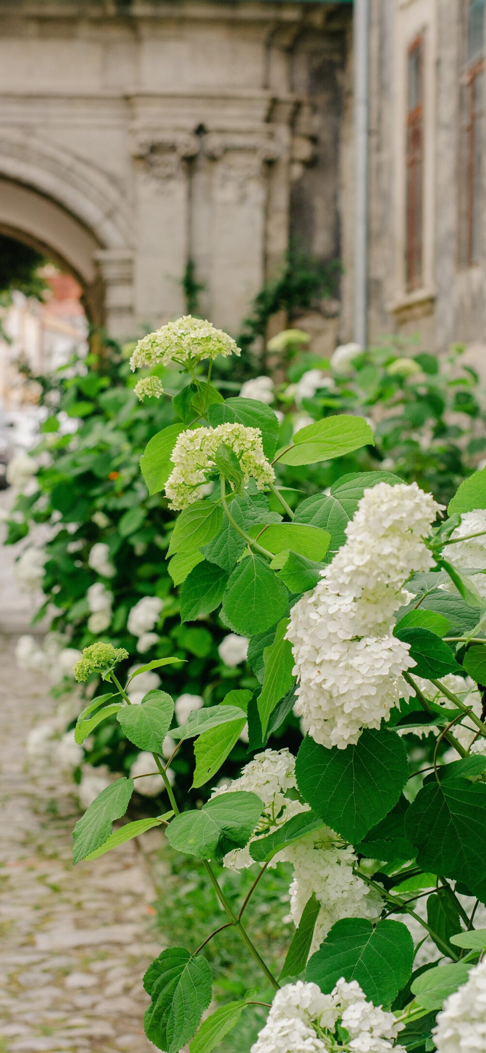 鲜花壁纸