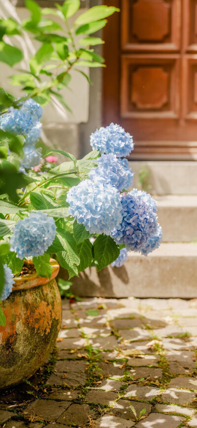 鲜花壁纸