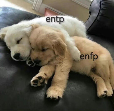 ENFP ENTP