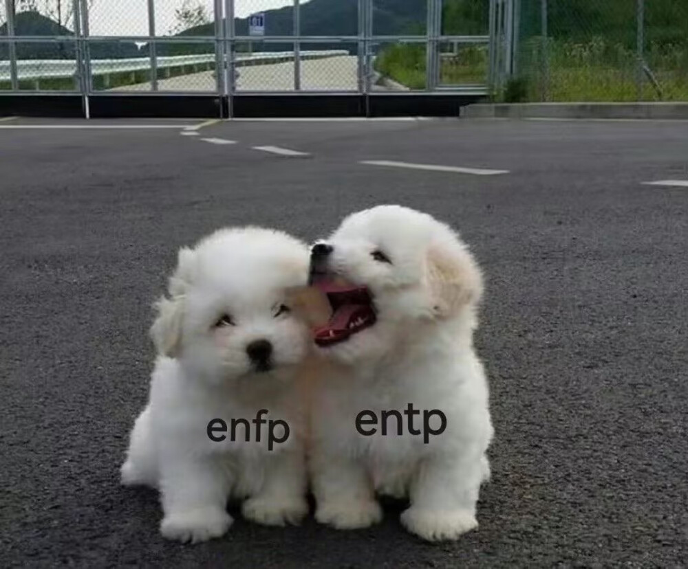 ENFP ENTP