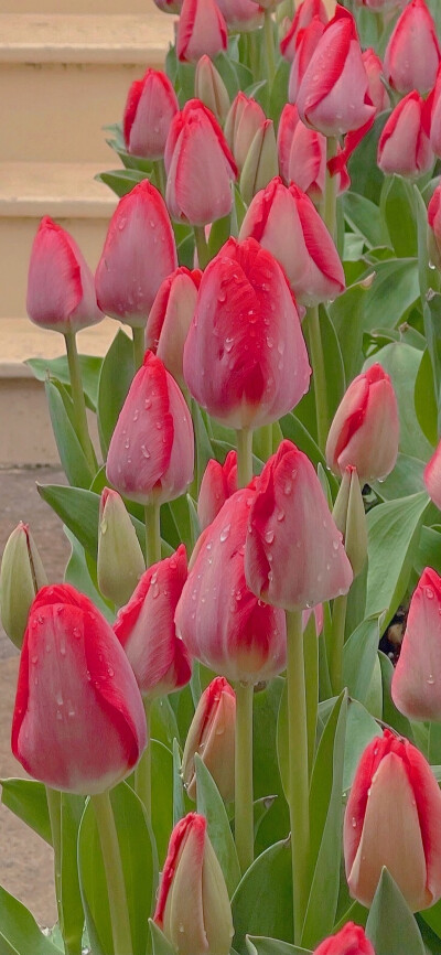 花束壁纸 鲜花壁纸