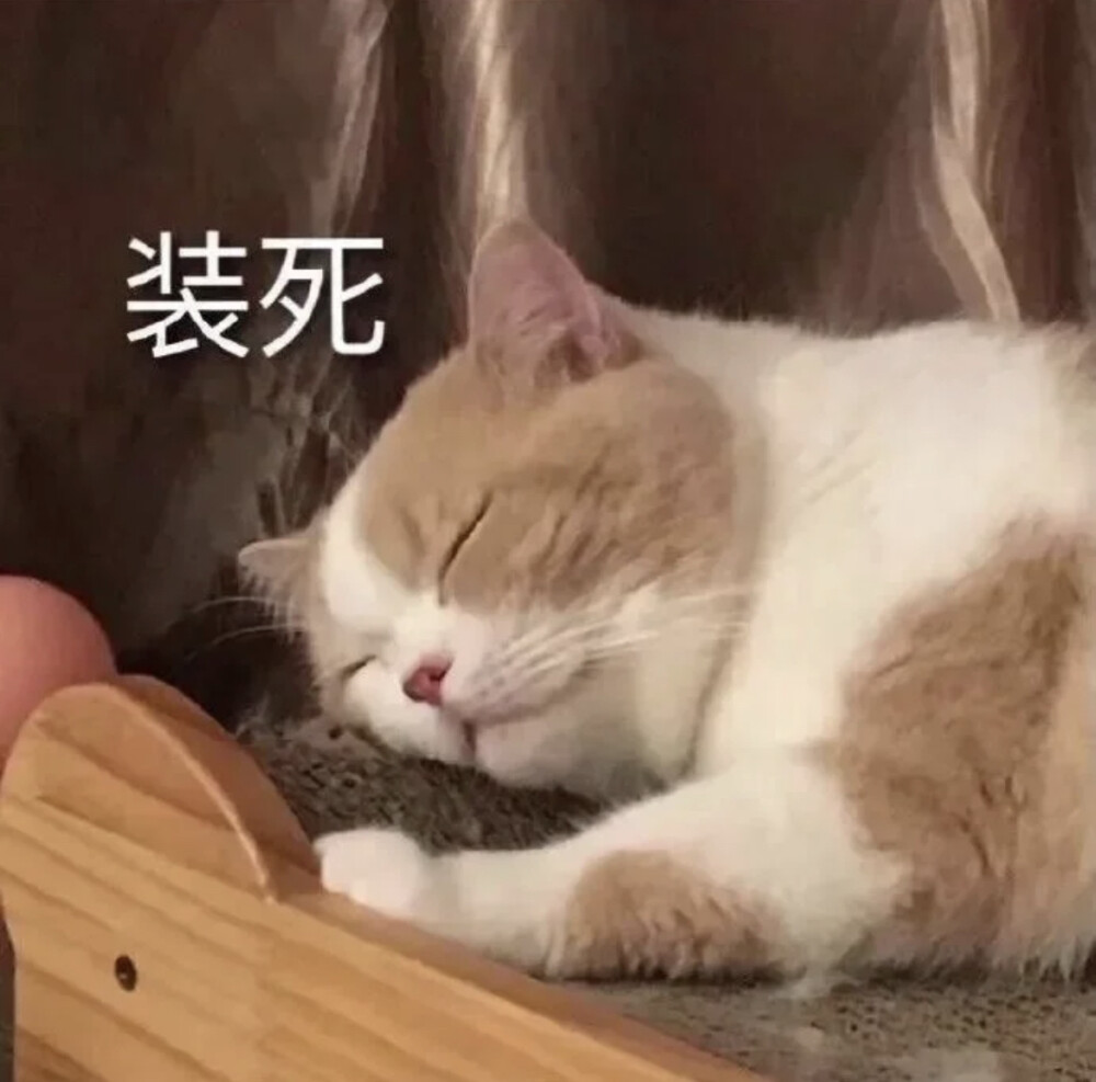 猫咪表情包