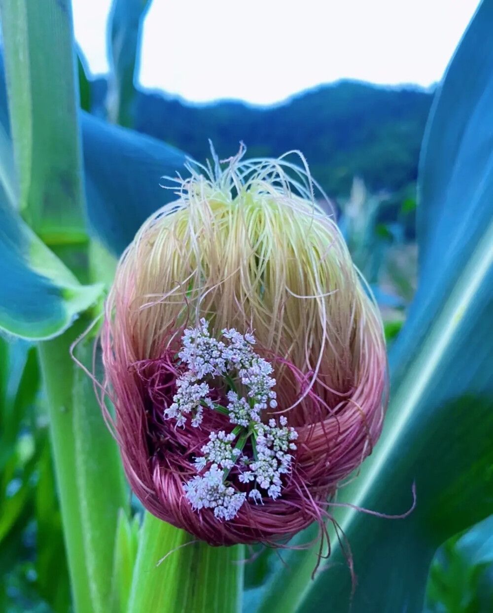 田野髮型设计