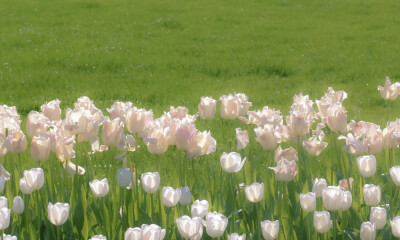 电脑壁纸‖夏日必备呀✨
侵权删