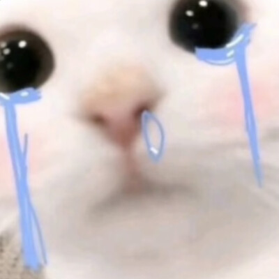 表情包/搞笑/猫咪/小狗/蜜雪冰城/甜蜜蜜/蜡笔小新/撒娇/小羊/委屈/贴贴/道歉