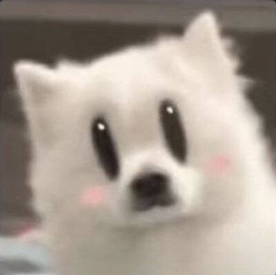 表情包/搞笑/猫咪/小狗/蜜雪冰城/甜蜜蜜/蜡笔小新/撒娇/小羊/委屈/贴贴/道歉