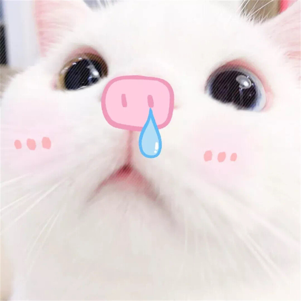 萌宠猫狗头像丨o(= > w <=)o~!
