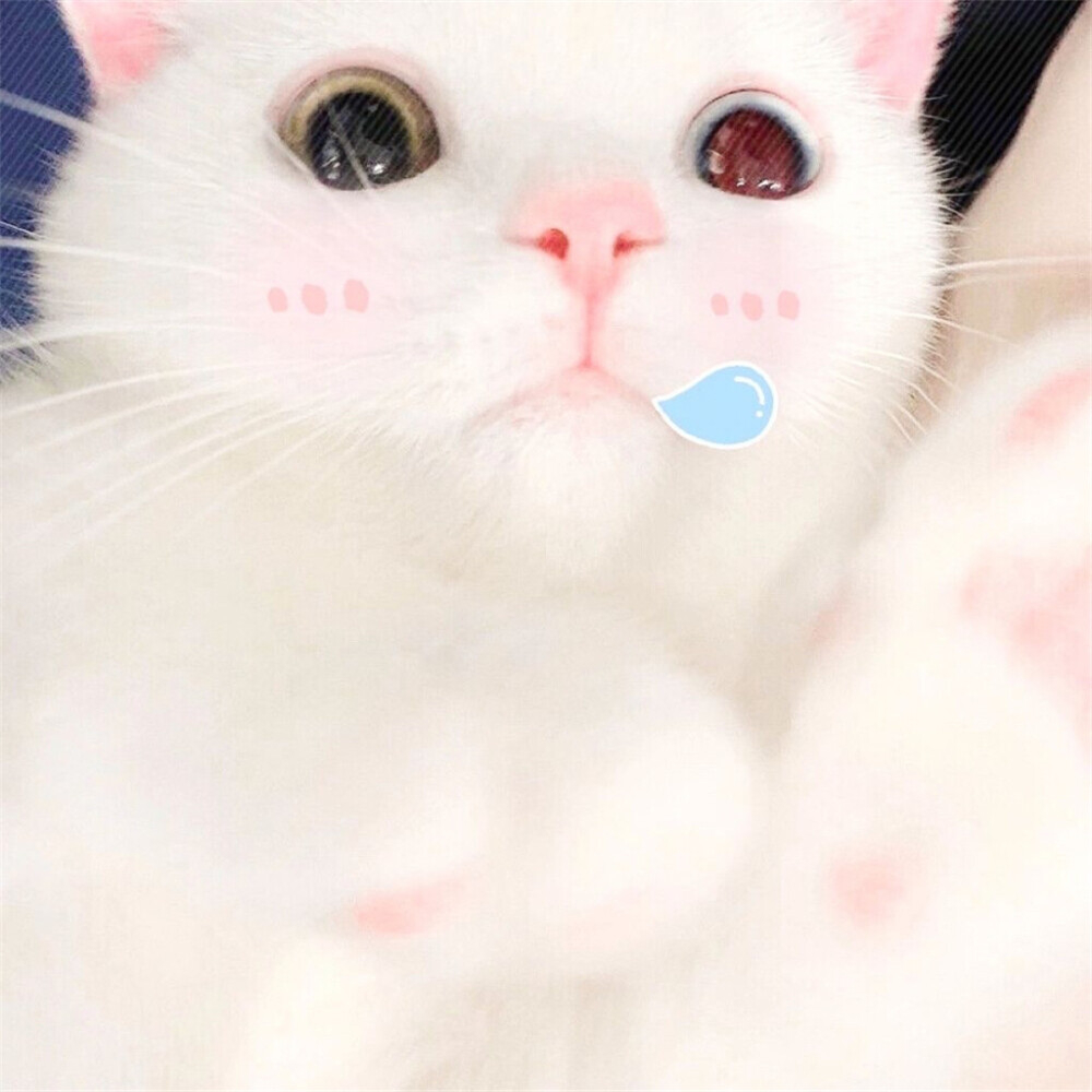 萌宠猫狗头像丨o(= > w <=)o~!
