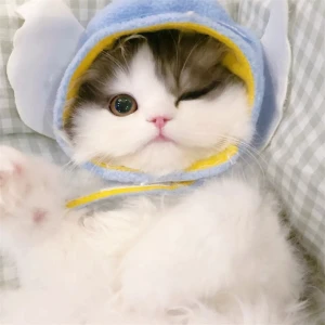 萌猫 萌猫 萌宠可爱布偶猫高清图- 96微信编辑器