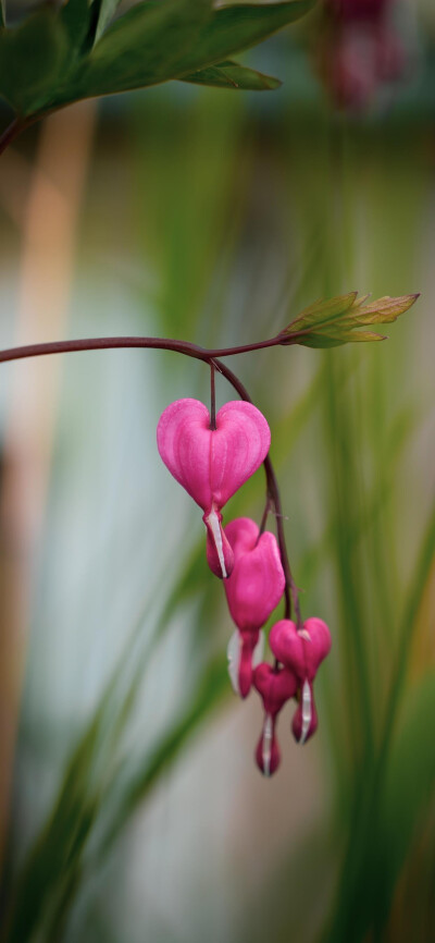 鲜花壁纸