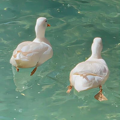 绿色背景图 夏日背景图