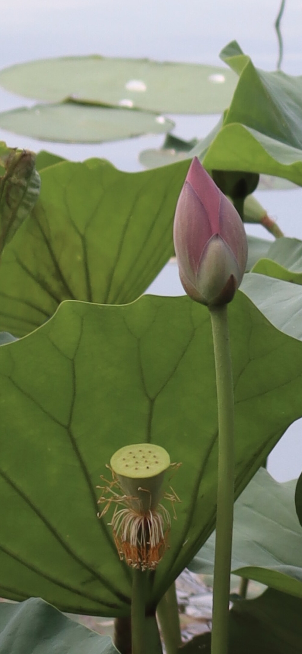 “芙蕖照水中”