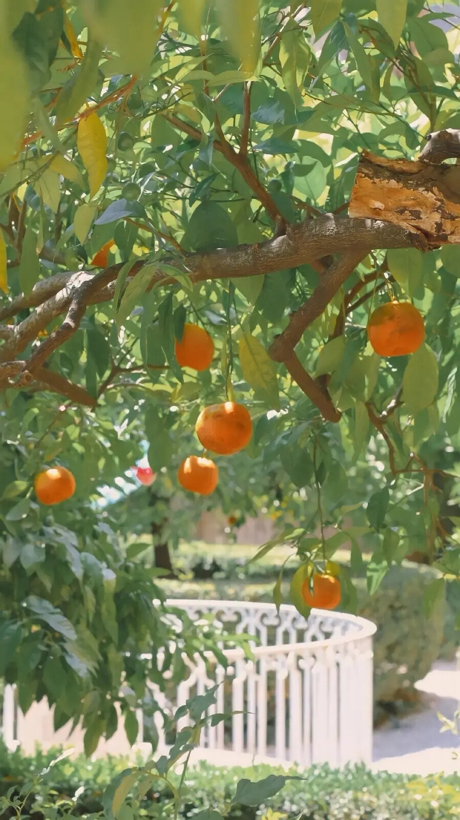 夏季壁纸