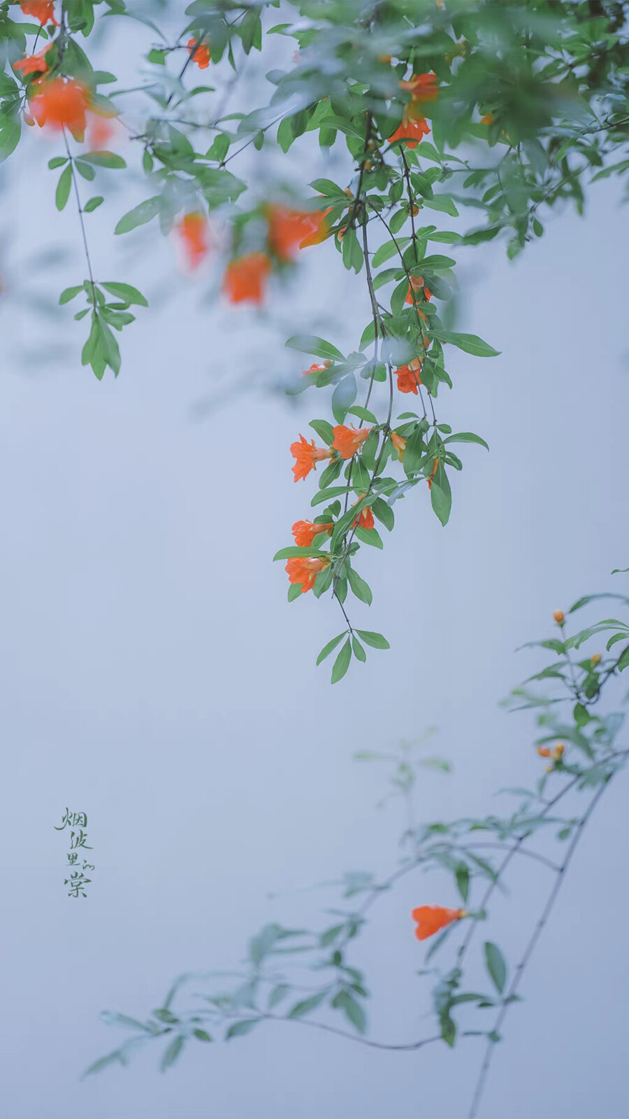 ▸石榴花壁纸
"榴花开欲燃"