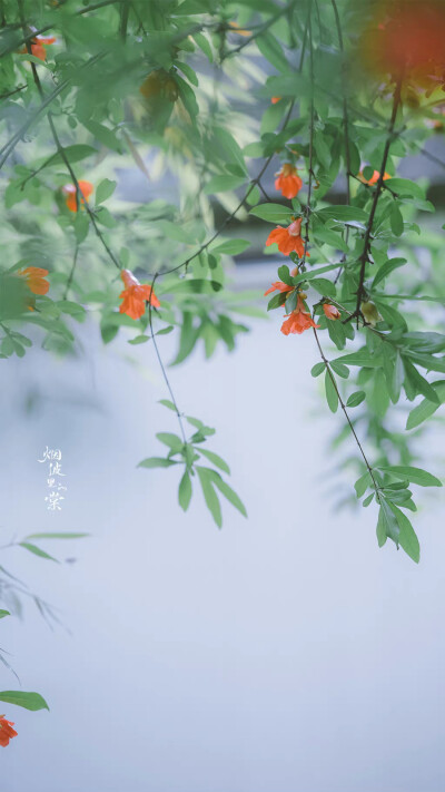 ▸石榴花壁纸
"榴花开欲燃"