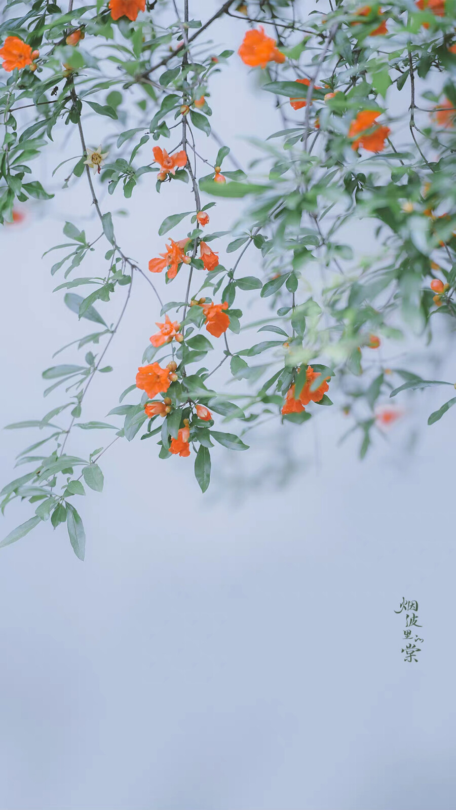 ▸石榴花壁纸
"榴花开欲燃"