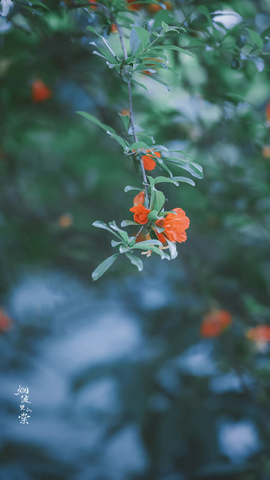 ▸石榴花壁纸
"榴花开欲燃"