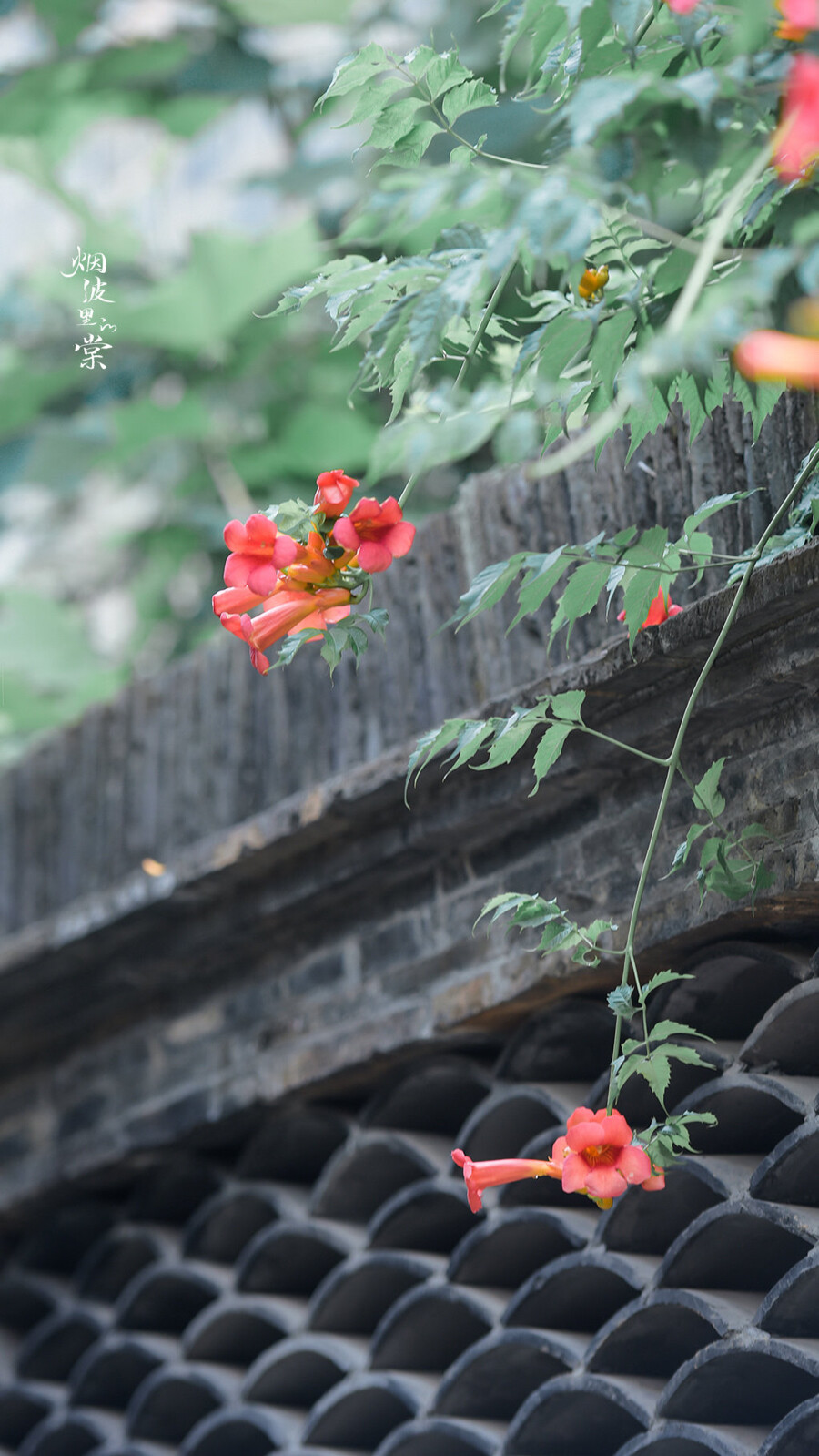 ▸凌霄花壁纸