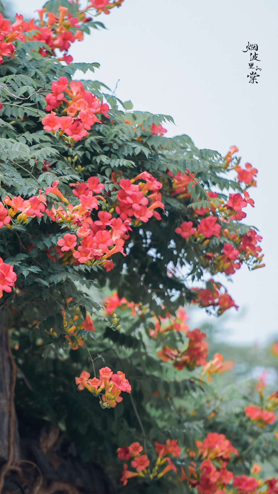 ▸凌霄花壁纸