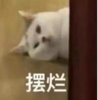 猫咪表情包