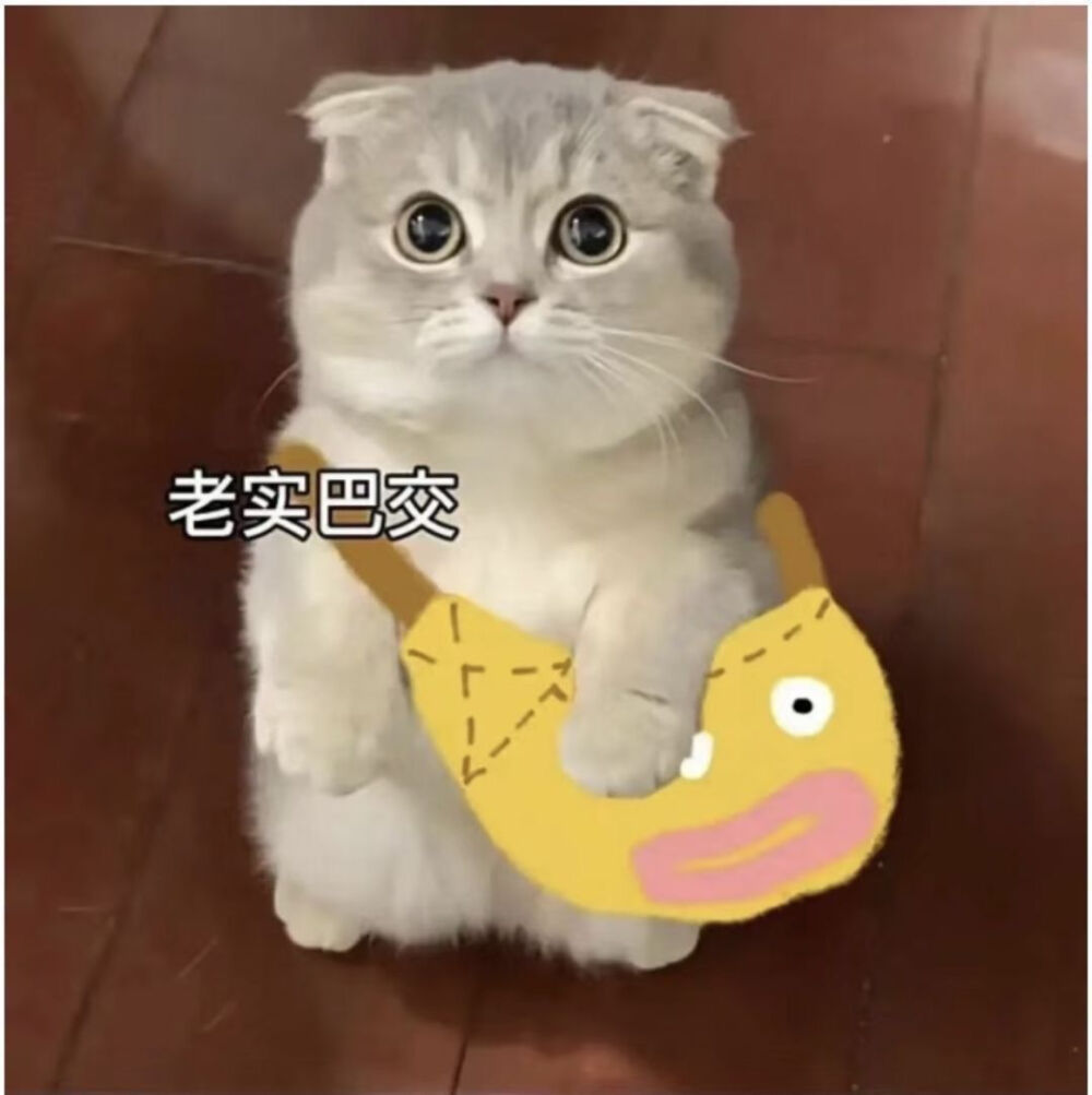 猫咪表情包