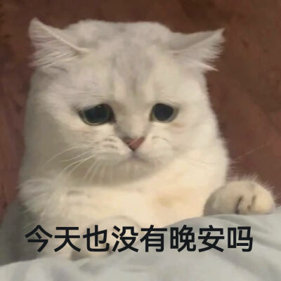 猫咪表情包