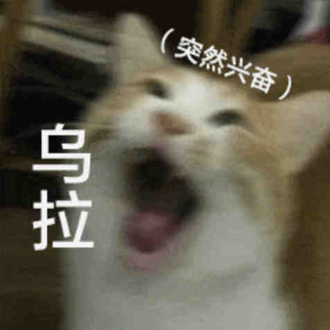 猫咪表情包