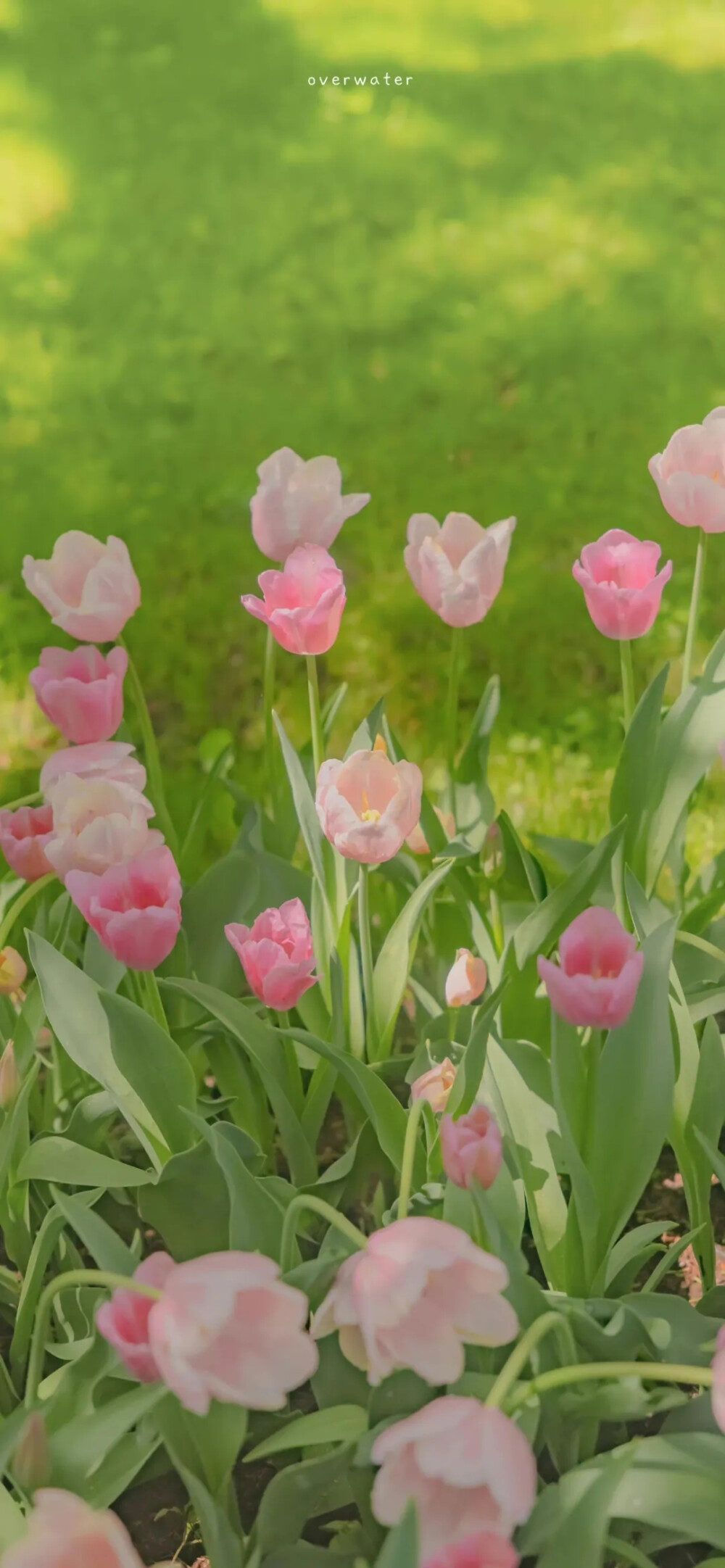 为别人站成一棵树的同时，也要活成自己的一束花。