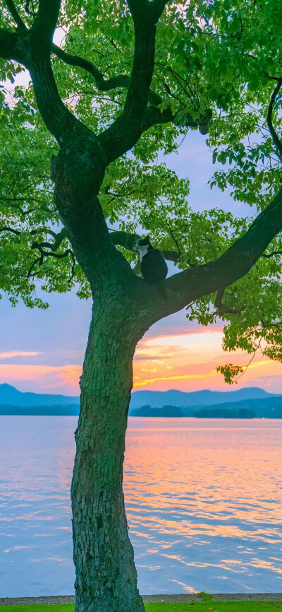 夏至壁纸
关于夏天