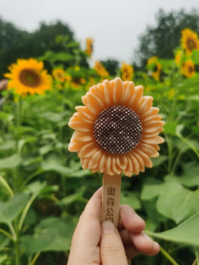 生命是一场爱的抒情，没有爱的滋润，眼里的春花也失去了鲜亮的色彩。在不同的风景里遇见不一样的花开，用草木织就一袭华服锦衣，赠与岁月中的曾经，轻轻安放自己的灵魂，即使孤单，却依然有着妥帖的暖香。 ​​​