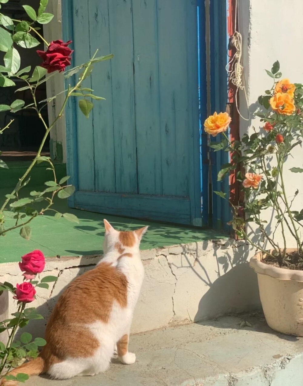 猫与花