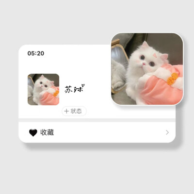 可爱猫猫 我的梦中情猫