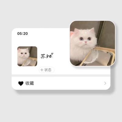 可爱猫猫 我的梦中情猫