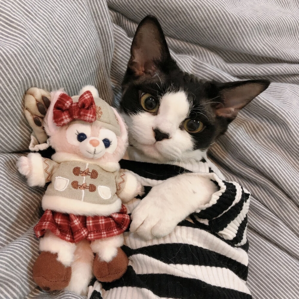 猫猫狗狗可爱头像｜宠物头像