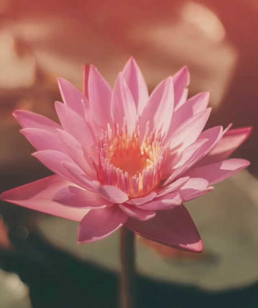 天之道，损有余而补不足；
人之道，损不足而益有余。 